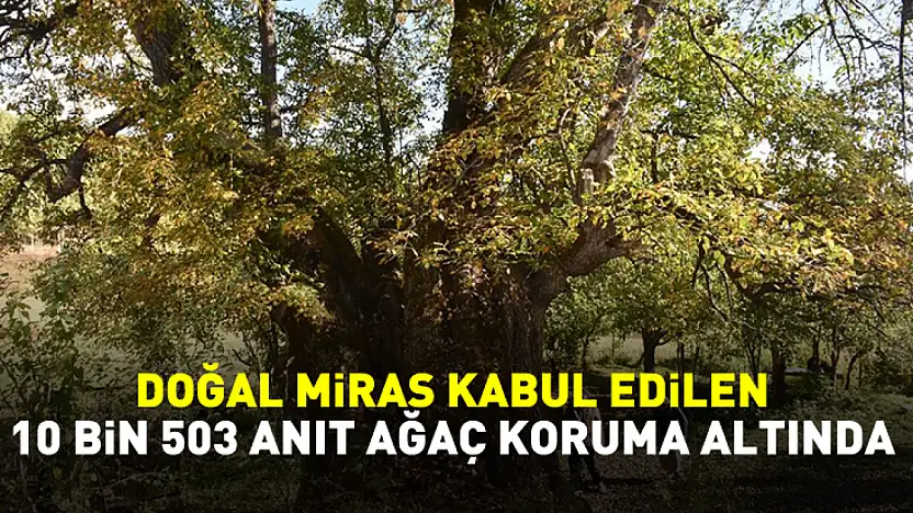 Türkiye'de doğal miras kabul edilen 10 bin 503 anıt ağaç koruma altında