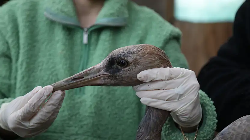 Yaralı Turna Yavrusu Samsun'da Şifa Buluyor