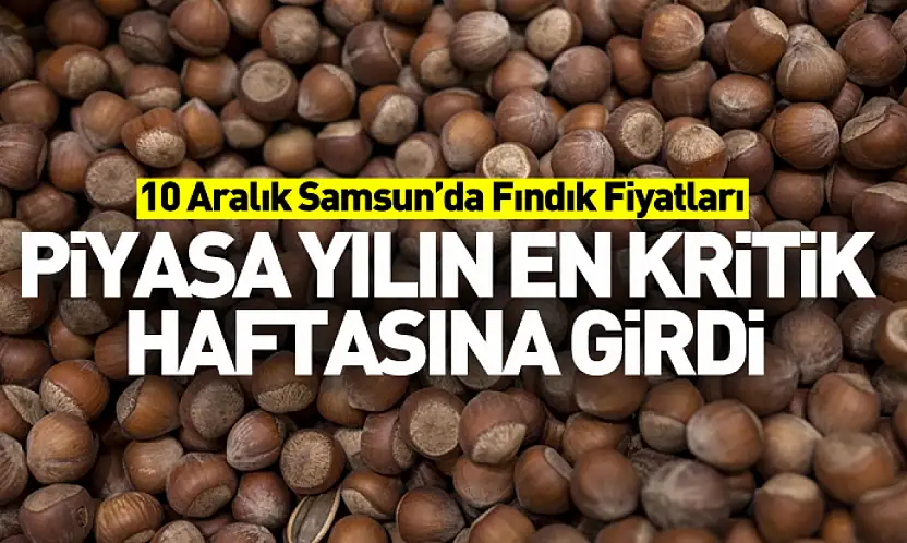 10 Aralık Samsun'da Fındık Fiyatları | Piyasa Yılın En Kritik Haftasına Girdi