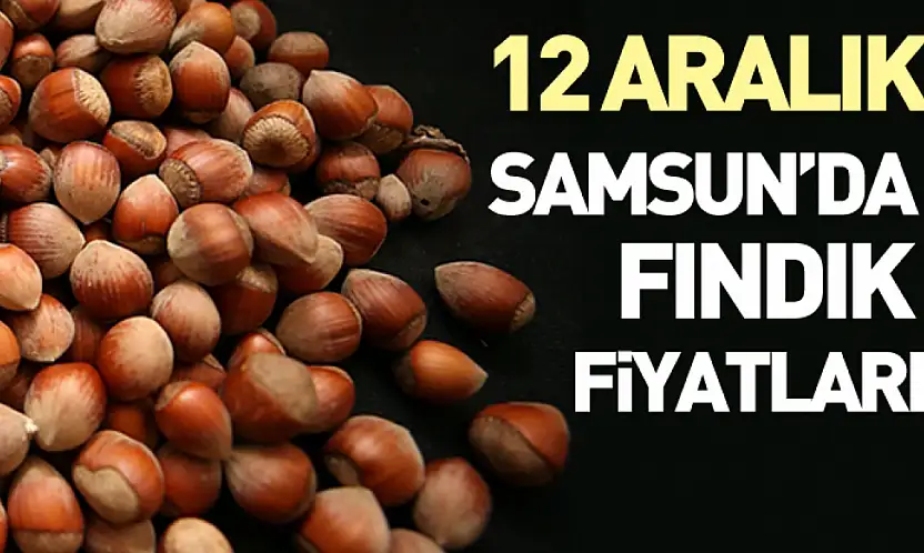 12 Aralık Samsun'da Fındık Fiyatları | Piyasa Kritik Eşiği Aştı