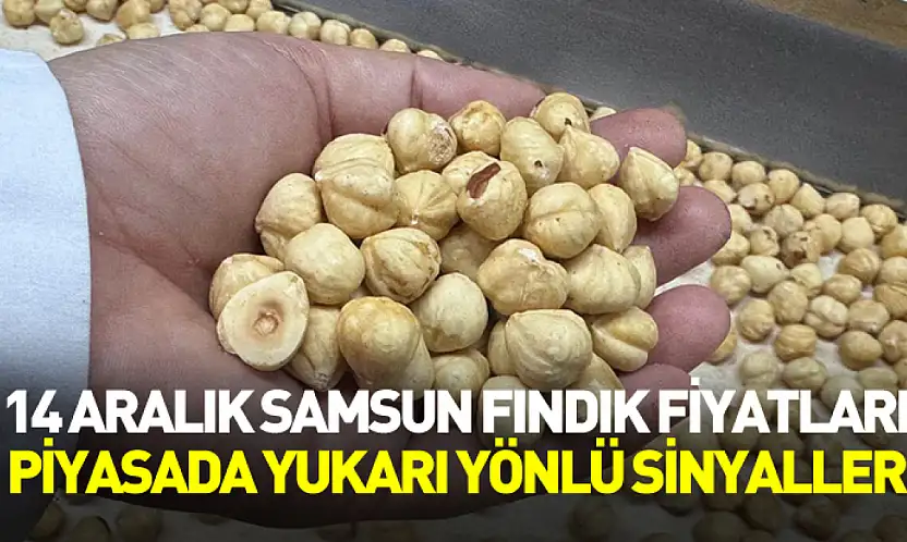 14 Aralık Samsun Fındık Fiyatları | Piyasada Yukarı Yönlü Sinyaller