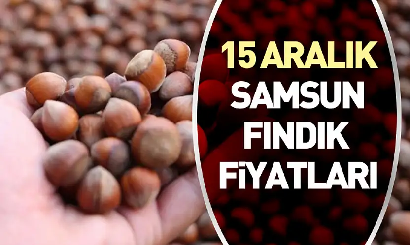 15 Aralık Samsun Fındık Fiyatları | Karadeniz'in Denge Noktasında Bekleyiş Sürüyor