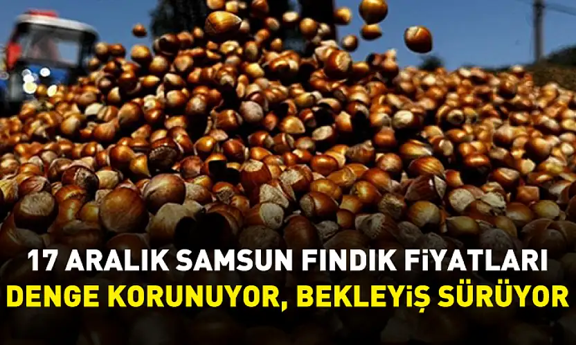 17 Aralık Samsun Fındık Fiyatları | Denge Korunuyor, Bekleyiş Sürüyor