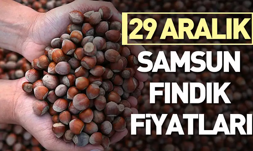 29 Aralık Samsun Fındık Fiyatları | Satış Azaldı, Beklenti Yükseldi