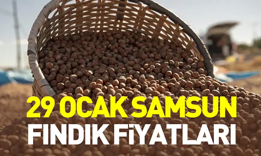 29 Ocak Samsun Fındık Fiyatları |Ocak ayında gerileme dikkat çekti
