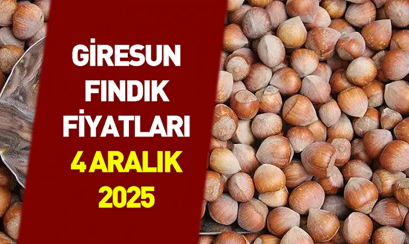4 Aralık 2025 Giresun Fındık Fiyatları | Premium Rekabet Zirvede! 343 TL Isınıyor