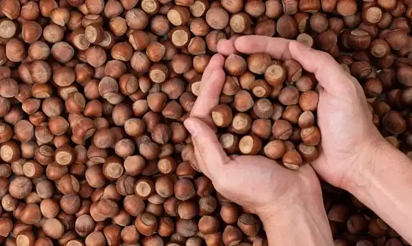 6 Aralık 2025 Ordu Fındık Fiyatları ne kadar?