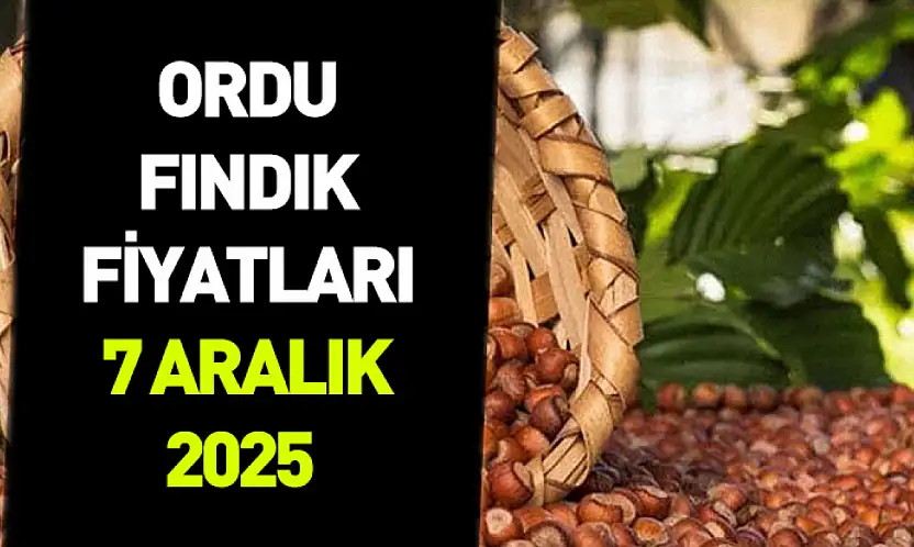 7 Aralık 2025 Ordu Fındık Fiyatı | Yüksek Randıman 300 TL'ye yaklaşıyor!