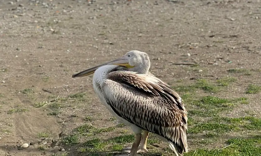 Atakum Sahilinde Tatlı Misafir