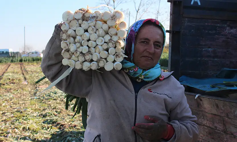 Bafra'da 28 Bin Ton pırasa rekoltesi bekleniyor
