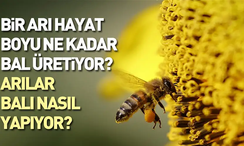 Bir Arı Hayat Boyu Ne Kadar Bal Üretiyor? Arılar Balı Nasıl Yapıyor?