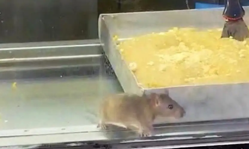 Börekçide hijyen skandalı: Vitrinde fare görüntülendi