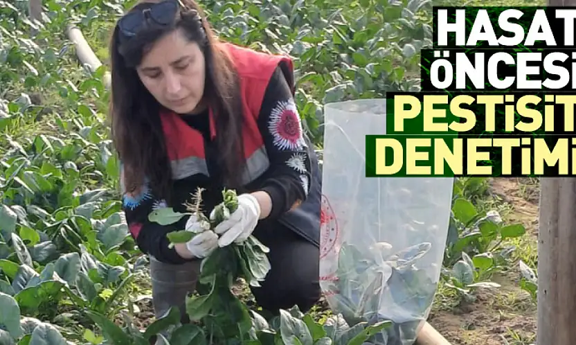 Çarşamba'da hasat öncesi pestisit denetimi