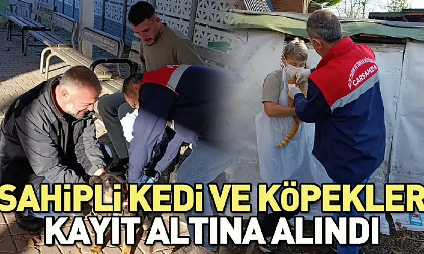 Çarşamba'da sahipli kedi ve köpekler kayıt altına alındı