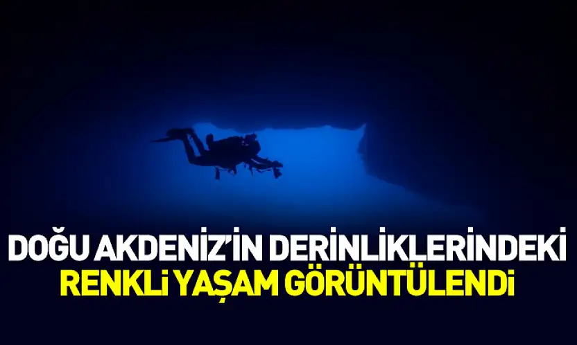 Doğu Akdeniz'in derinliklerindeki renkli yaşam görüntülendi