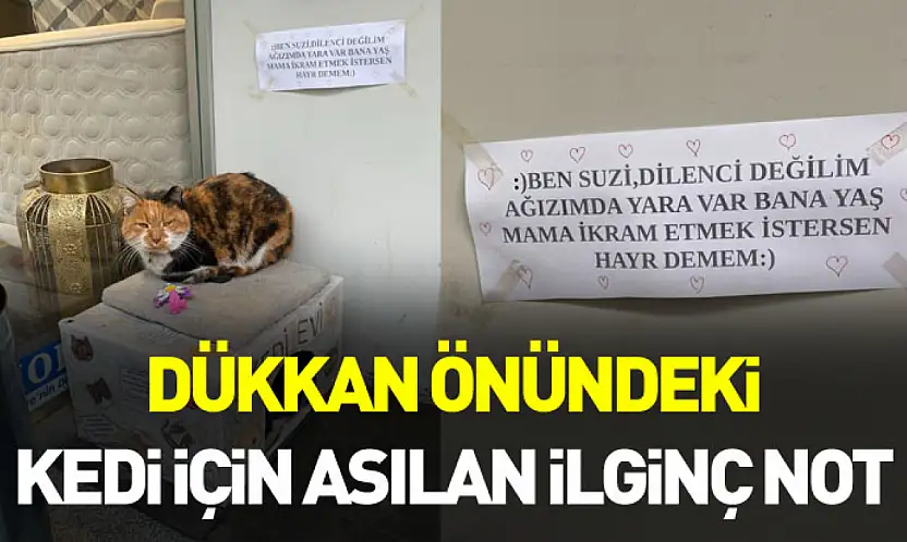 Dükkan önündeki kedi için asılan ilginç not dikkat çekti: 'Dilenci değilim'