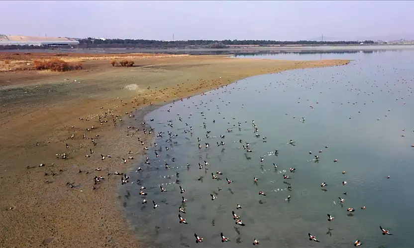 Elazığ'daki Cip Baraj Gölü, binlerce göçmen kuşu ağırlıyor