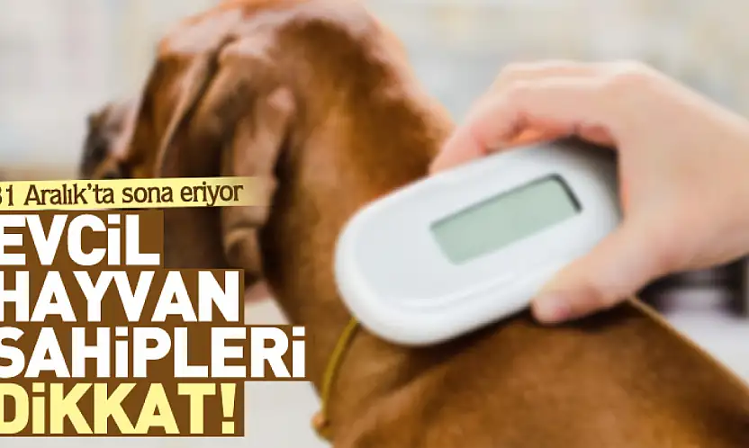 Evcil hayvan sahipleri dikkat! 31 Aralık'ta sona eriyor