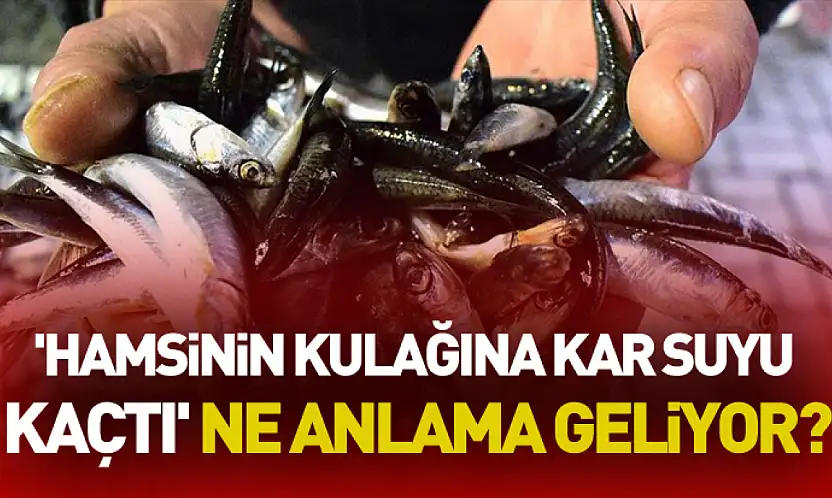 'Hamsinin Kulağına Kar Suyu Kaçtı' Ne Anlama Geliyor?