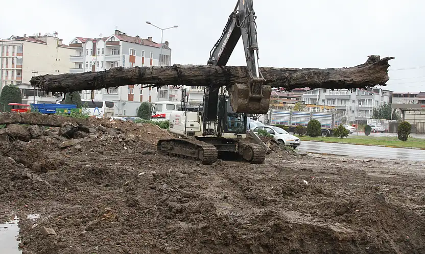 İnşaat alanında yaklaşık 150 yıllık karaağaç bulundu