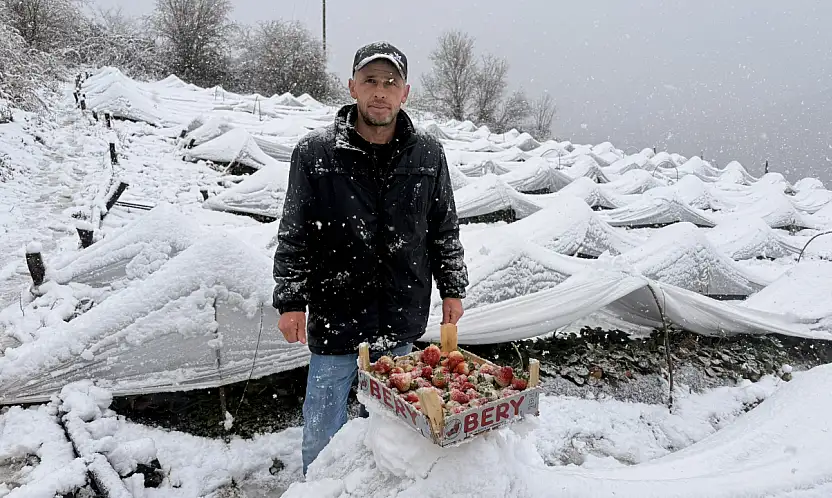Kar Yağarken Çilek Topladılar