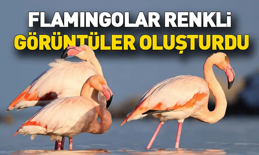 Kastamonu'da Ezine Çayı'na Gelen Flamingolar Renkli Görüntüler Oluşturdu