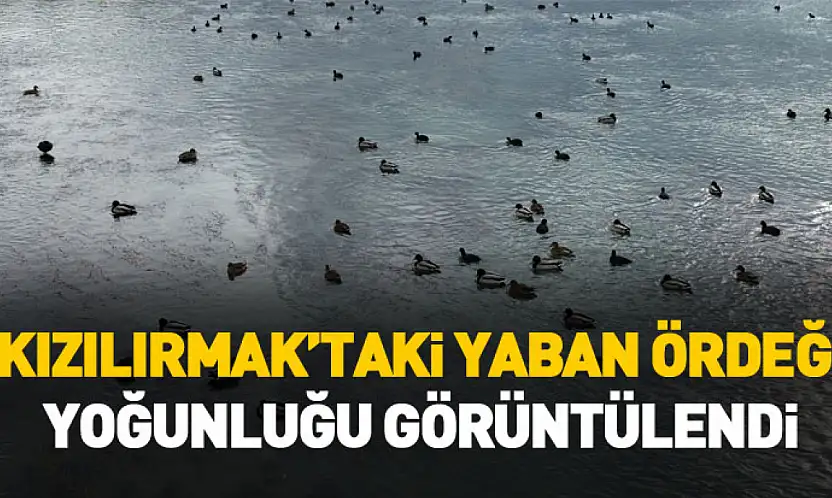 Kızılırmak'taki yaban ördeği yoğunluğu dronla görüntülendi