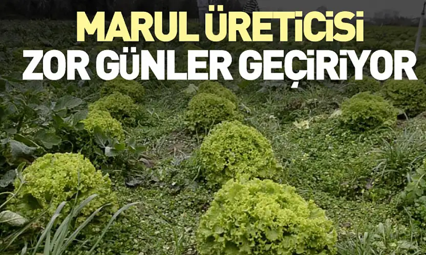 Marul Üreticisi Zor Günler Geçiriyor