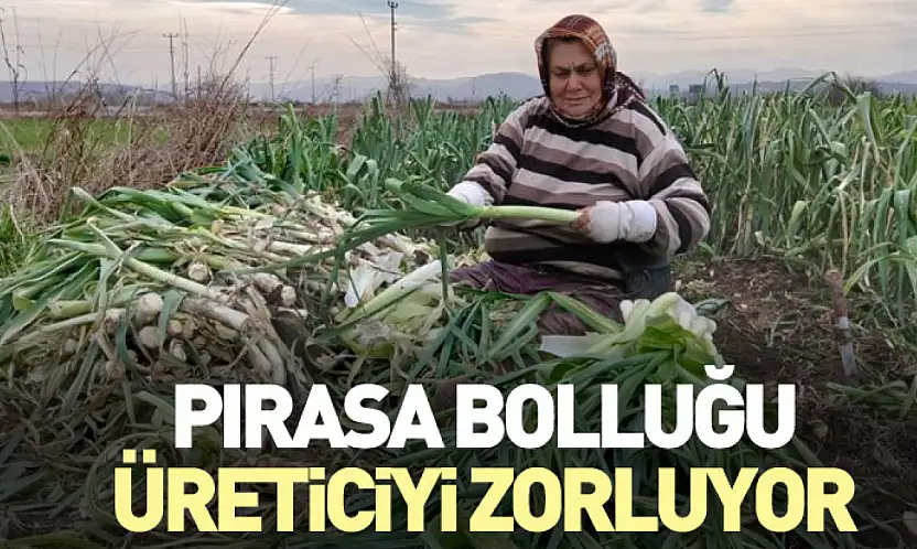 Pırasa Bolluğu Üreticiyi Zorluyor