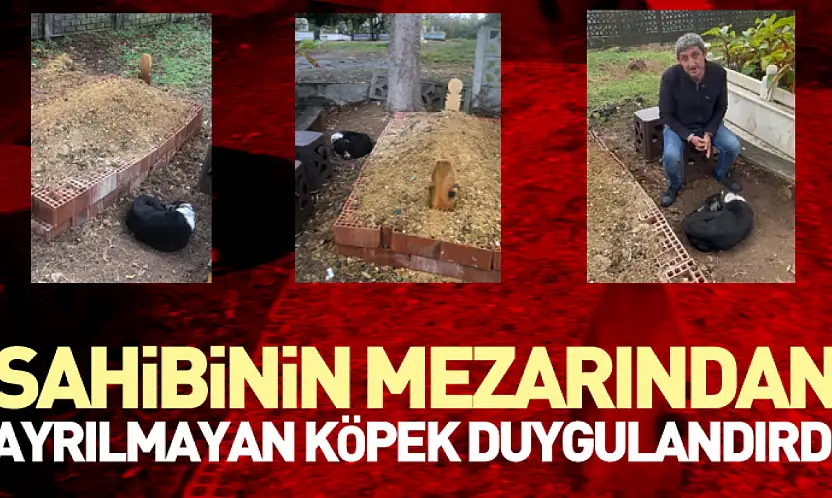Sahibinin Mezarından Ayrılmayan Köpek Duygulandırdı