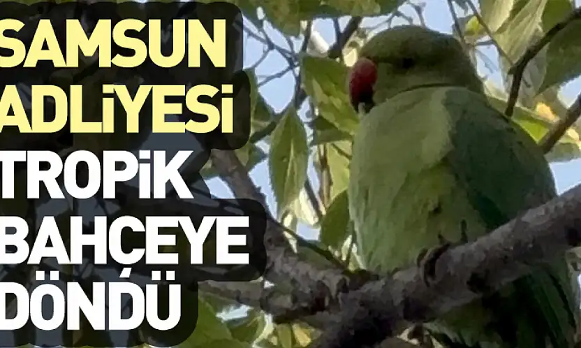 Samsun Adliyesi Tropik Bahçeye Döndü