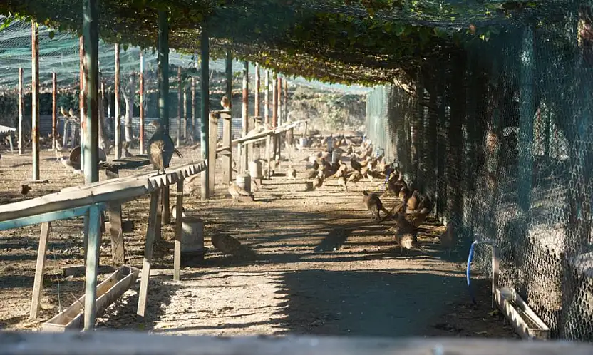 Samsun'da 2025 yılında 3 bin sülün doğaya salındı