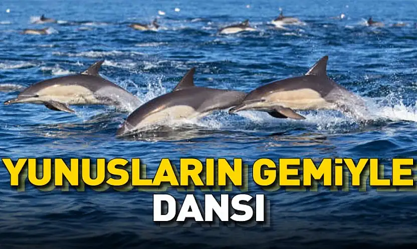 Samsun'da Balıkçı Teknesine Eşlik Eden Yunuslar Kamerada