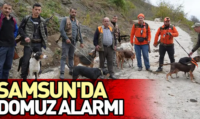 Samsun'da domuz alarmı