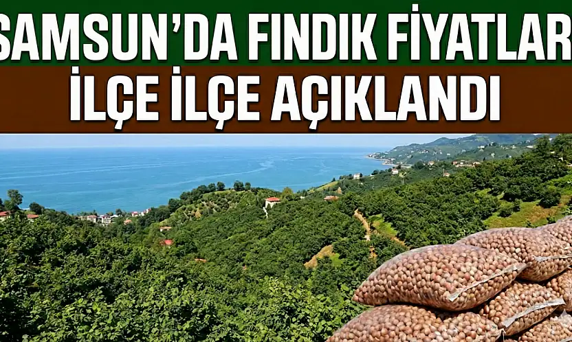 Samsun'da Fındık Fiyatları İlçe İlçe Açıklandı