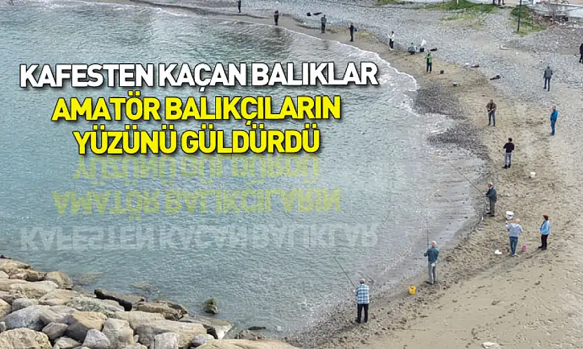 Samsun'da kafesten kaçan balıklar amatör balıkçıların yüzünü güldürdü