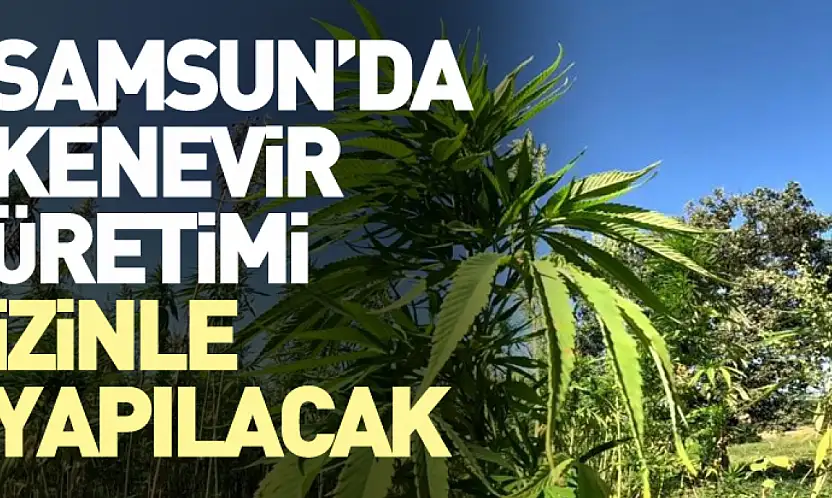 Samsun'da Kenevir Üretimi İzinle Yapılacak