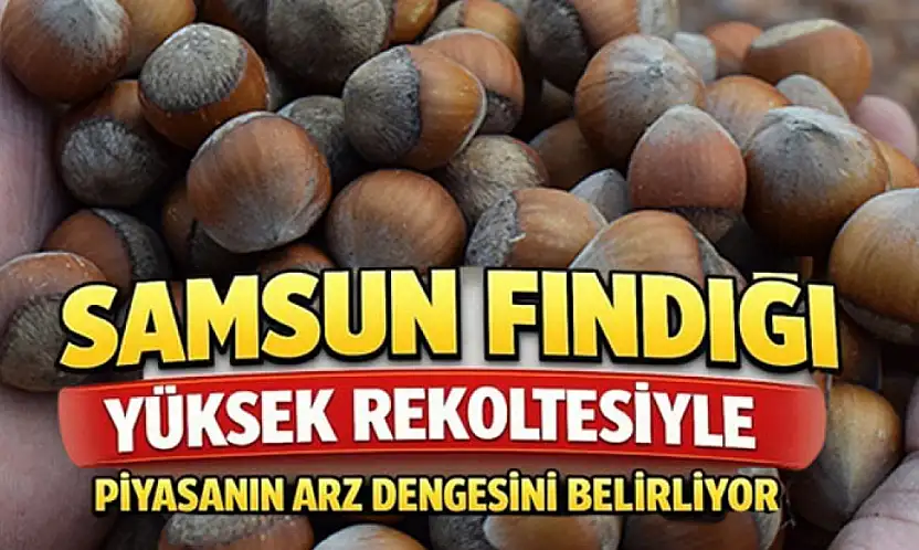 Samsun Fındığı Yüksek Rekoltesiyle Piyasanın Arz Dengesini Belirliyor