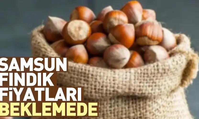 Samsun Fındık Fiyatları Beklemede | 27 Aralık'ta Satış Freni Sürüyor