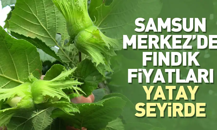 Samsun Merkez'de Fındık Fiyatları Yatay Seyirde