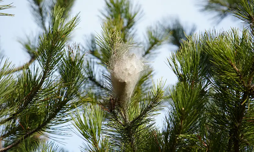 Samsun Ormanlarında Tehlikeli İstila!