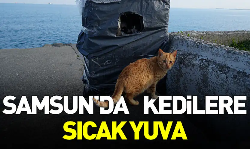 Samsun Sahilinde Kediler İçin Sıcak Yuva
