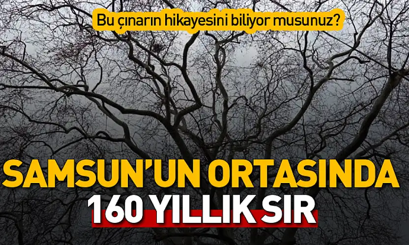 Samsun'un 160 Yıllık Anıt Çınarı Zamana Meydan Okuyor