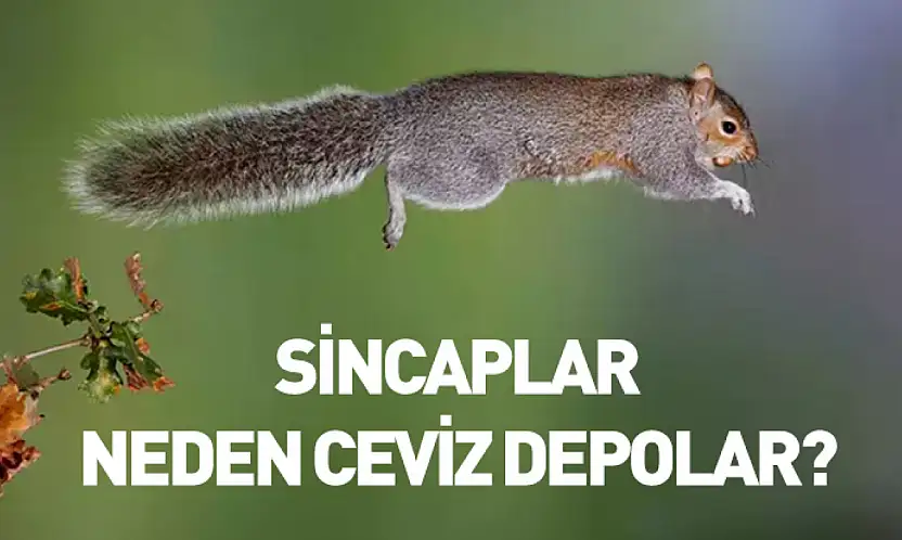 Sincaplar neden ceviz depolar?