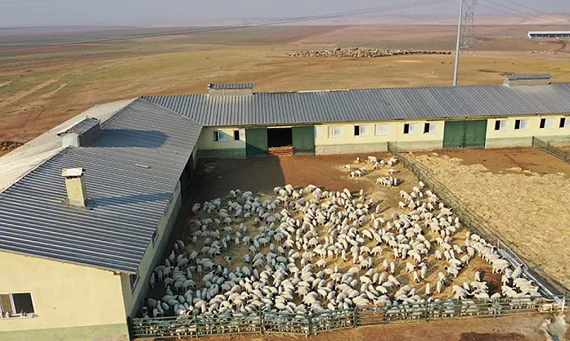 Tarımda Dev Üretim : 60 Bin İvesi Kuzu Dünyaya Geldi