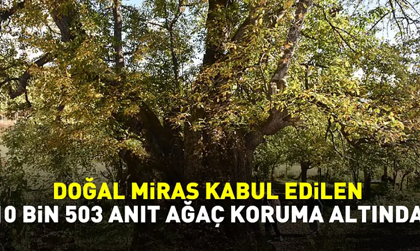 Türkiye'de doğal miras kabul edilen 10 bin 503 anıt ağaç koruma altında