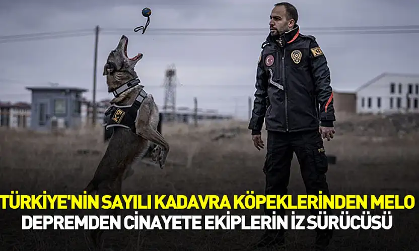 Türkiye'nin sayılı kadavra köpeklerinden Melo, depremden cinayete iz sürüyor