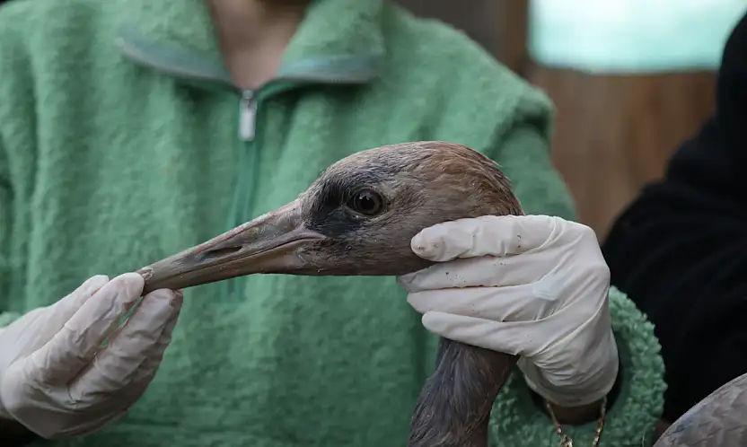 Yaralı Turna Yavrusu Samsun'da Şifa Buluyor