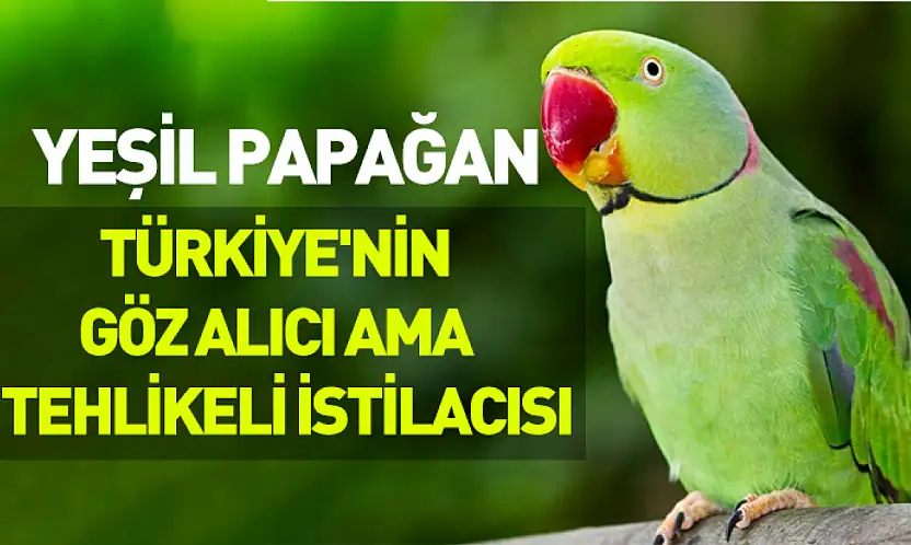 Yeşil papağan: Türkiye'nin göz alıcı ama tehlikeli istilacısı