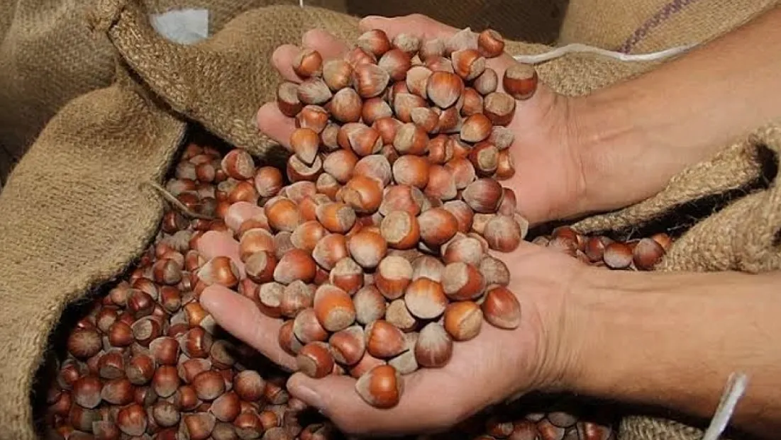 16 Şubat 2026 Ordu fındık fiyatları belli oldu: İşte güncel fiyat listesi